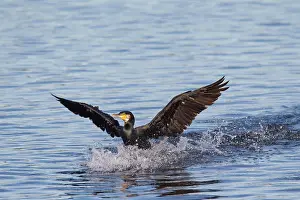 Phalacrocorax: Greater Cormorant - adult bird landing - Germany
