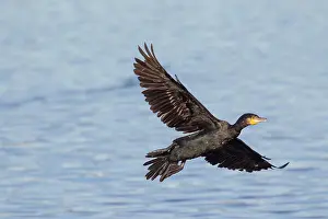 Phalacrocorax: Greater Cormorant - adult bird landing - Germany
