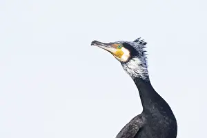 Cormorant: Greater Cormorant Portrait