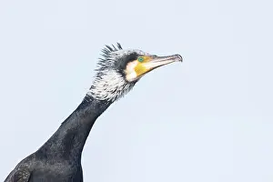 Cormorant: Greater Cormorant Portrait