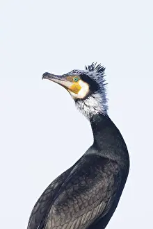 Cormorant: Greater Cormorant Portrait