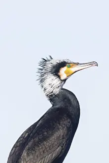 Cormorant: Greater Cormorant Portrait