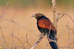 Centropus: Greater Coucal / Crow-pheasant