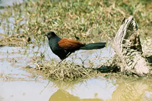 Gillean White: Greater Coucal / Crow Pheasant