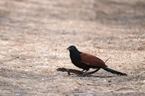 Centropus: Greater Coucal - with lizard prey