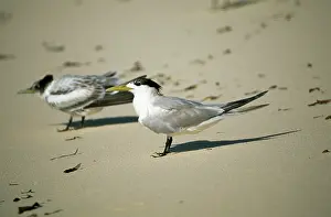 Bergii: Greater Crested / Crested / Swift Tern - two