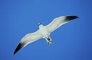 Bergii: Greater Crested / Crested / Swift Tern - in flight