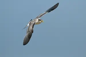 Swift: Greater Crested Tern