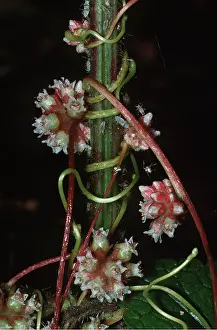 Dodder: GREATER DODDER - parasite