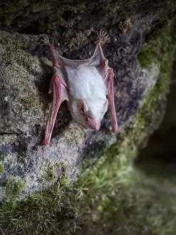 Albino: Greater doglike bat (Peropteryx macrotis), albino