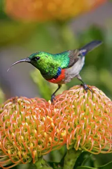 Greater Double-collared Sunbird feeds on