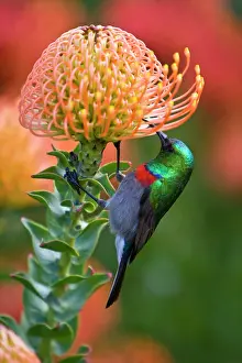 Kirstenbosch: Greater Double-collared Sunbird feeds on