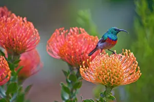 Kirstenbosch: Greater Double-collared Sunbird feeds on