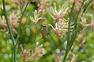 Visiting: Greater Double-collared Sunbird - female visiting