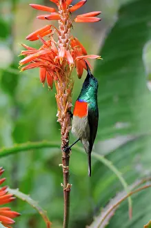 Sunbirds: Greater Double-collared Sunbird male feeding at