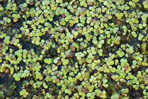 Pondweed: Greater Duckweed on pond surface