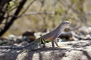 Texan: Greater earless lizard
