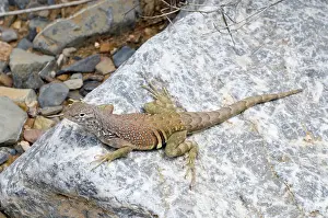 Texan: Greater earless lizard