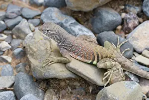 Texan: Greater earless lizard