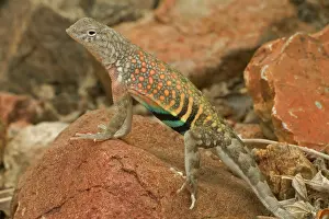 Texanus: Greater Earless Lizard - male in breeding colors
