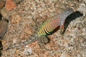 Texanus: Greater Earless Lizard - Male in breeding colors