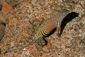 Texanus: Greater Earless Lizard - male in breeding colors