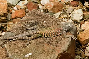 Texanus: Greater Earless Lizard - male in breeding colours