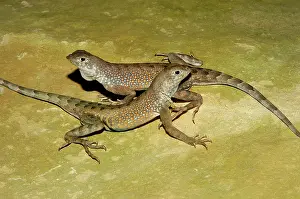 Texanus: Greater Earless Lizards