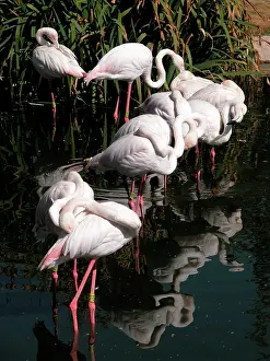 Hayden Oake: Greater Flamingo