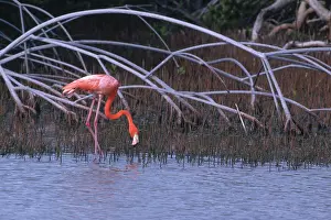 Pneumatophores: Greater Flamingo