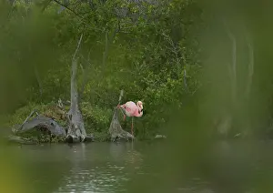 Floreana: Greater Flamingo