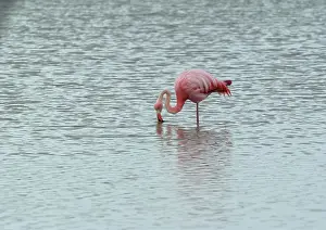 Floreana: Greater Flamingo
