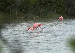 Floreana: Greater Flamingo