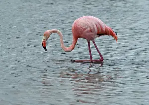 Dance: Greater Flamingo