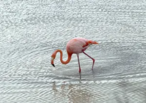 Dance: Greater Flamingo