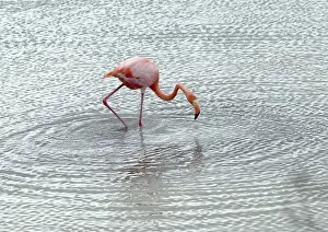 Dance: Greater Flamingo