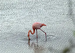 Dance: Greater Flamingo