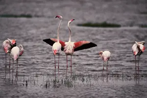 Flamingoes: Greater Flamingo