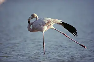Stretches: Greater Flamingo
