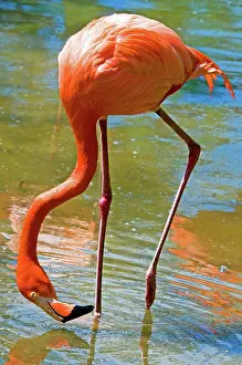 Filter: Greater Flamingo