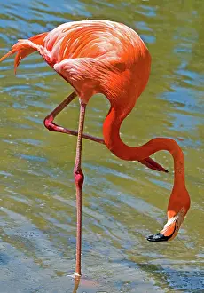 Filter: Greater Flamingo