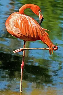 Hooked: Greater Flamingo