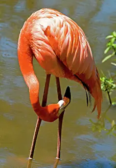 Hooked: Greater Flamingo