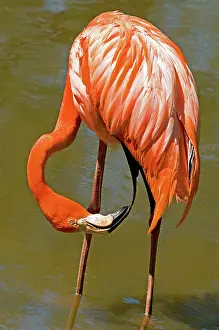 Hooked: Greater Flamingo