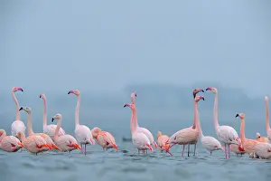 Grevelingen: Greater Flamingo
