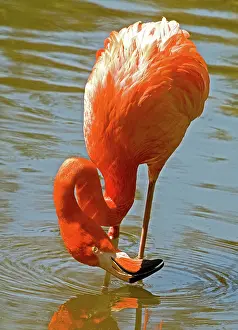 Filter: Greater Flamingo