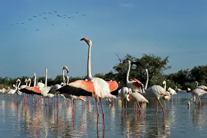Phoenicopteridae: Greater Flamingo