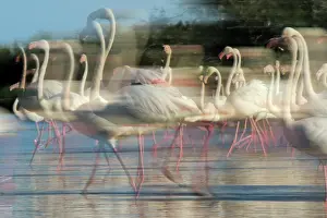 Shutterspeed: Greater Flamingo