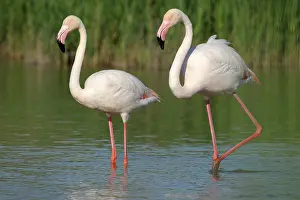 Phoenicopteridae: Greater Flamingo