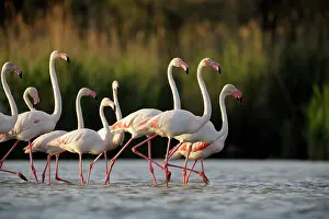 Dance: Greater Flamingo